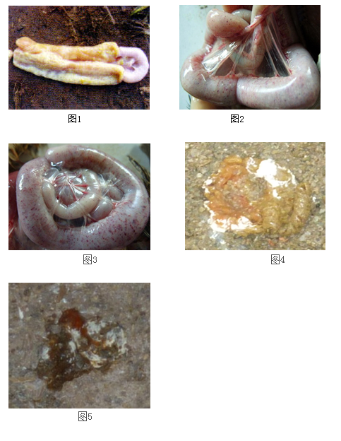 肉雞腸毒綜合症的防治